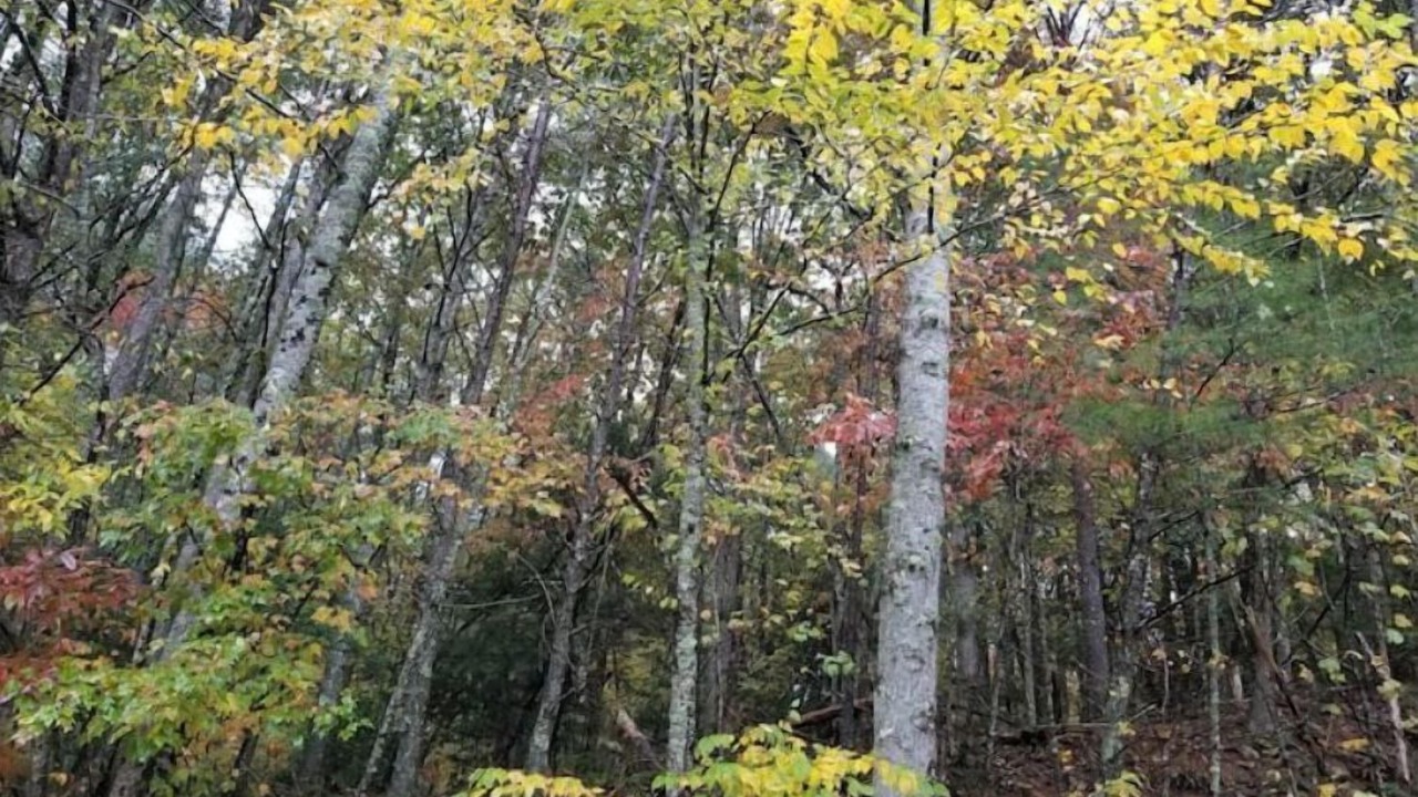 Photo of Outdoor in Suches