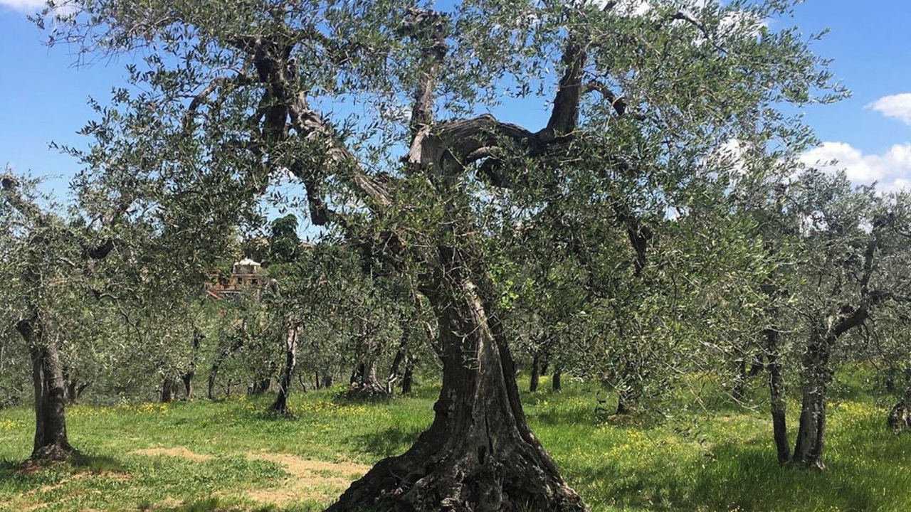 Photo of Others in San Casciano in Val di Pesa
