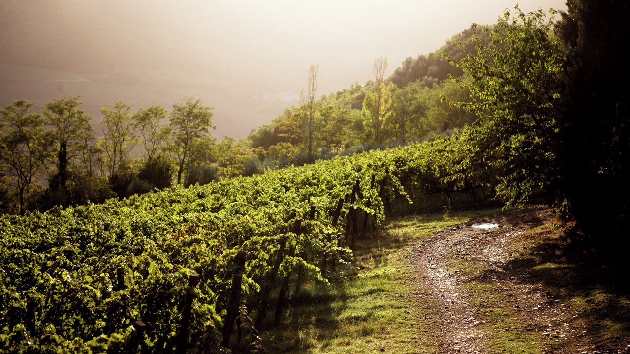Photo of Others in San Casciano in Val di Pesa